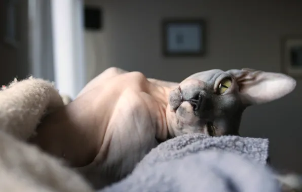 Cat, chest, look, pose, room, model, body, bed