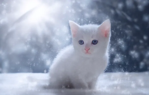 Winter, cat, white, rays, light, snow, kitty, baby