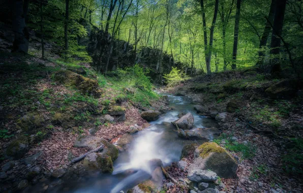 Picture forest, stones, river, Armenia
