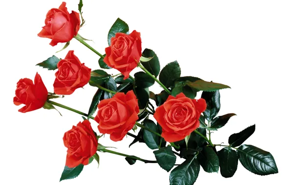 Wallpaper, rose, bouquet, branch, petals, stem, Bud, leaves