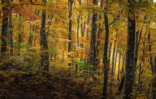 Picture autumn, forest, trees