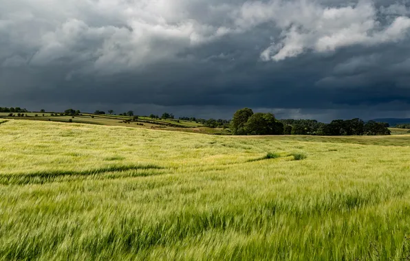 Greens, field, forest, summer, clouds, dal, track, ears