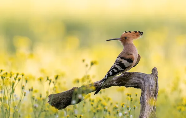 Summer, flowers, bird, glade, snag, yellow background, bitches, bokeh