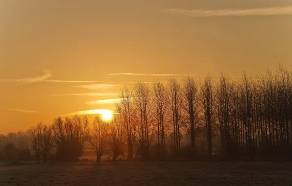 Field, autumn, the sky, the sun, light, trees, sunset, haze