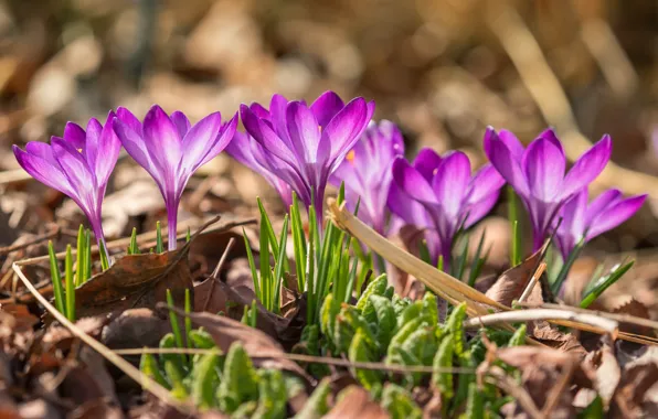 Picture flowers, glade, spring, crocuses, pink