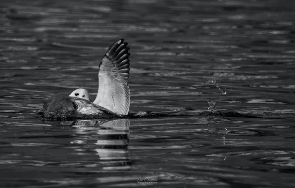 Water, bird, India, Varanasi