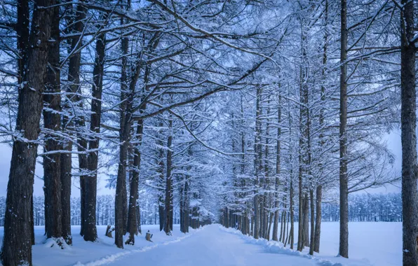 Winter, frost, road, forest, snow, trees, branches, Park