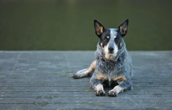 Look, dog, Australian Cattle Dog