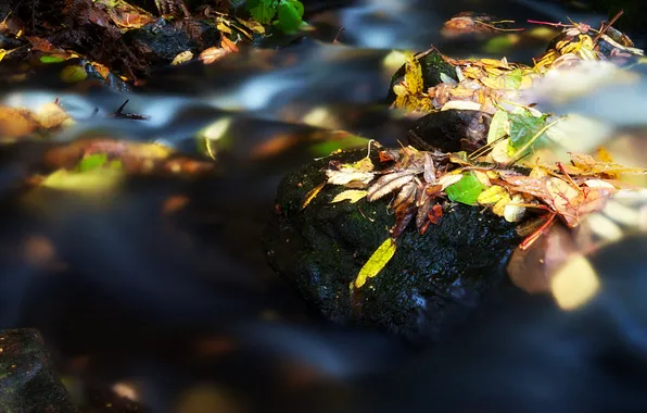 Autumn, leaves, water, river, stones, stream