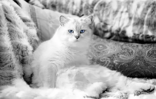 Cat, look, background