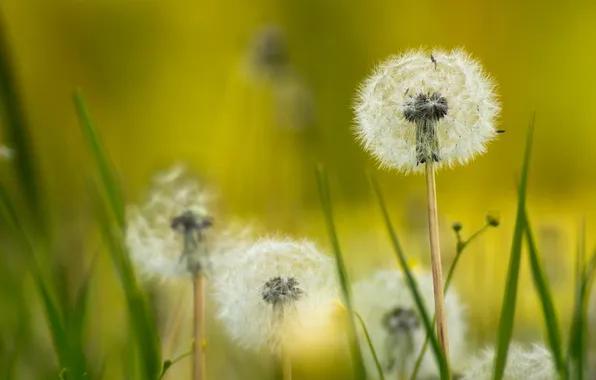 Picture summer, nature, dandelion