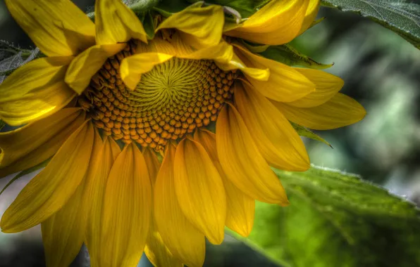 Picture flower, yellow, HDR, sunflower