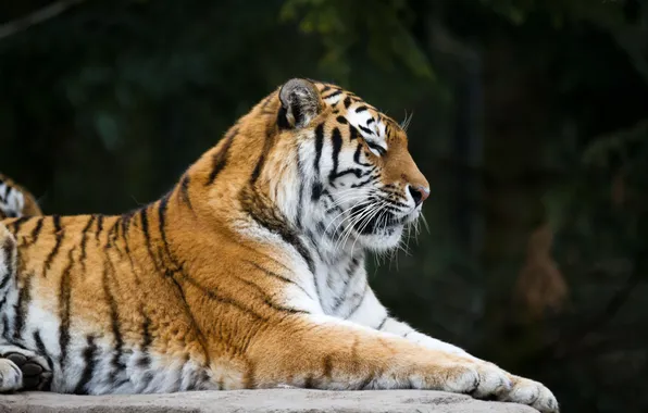 Picture cat, tiger, profile, Amur