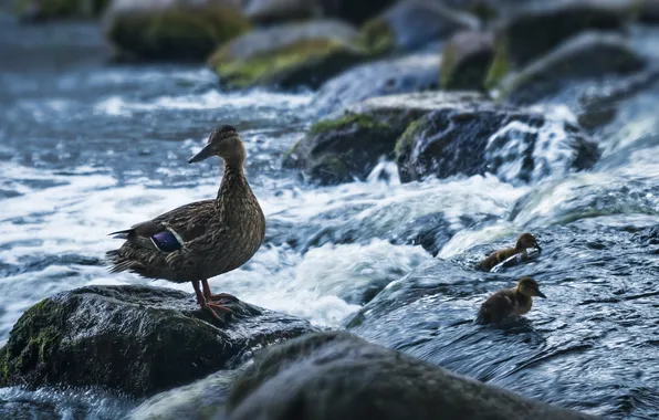 Picture river, stones, waterfall, ducklings, duck, mucus