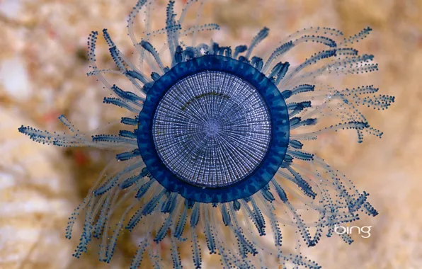 Picture sea, the ocean, Medusa, Caribbean, Cayman Islands