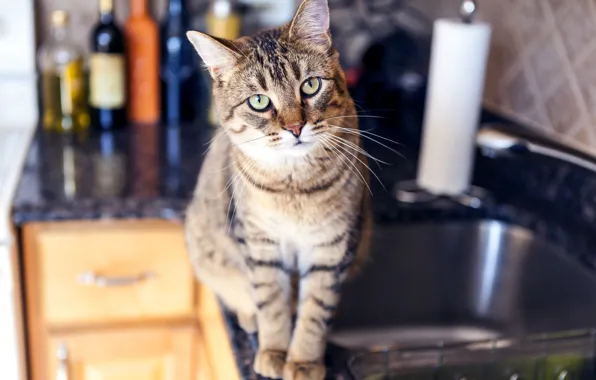 Picture cat, kitchen, penetrating gaze