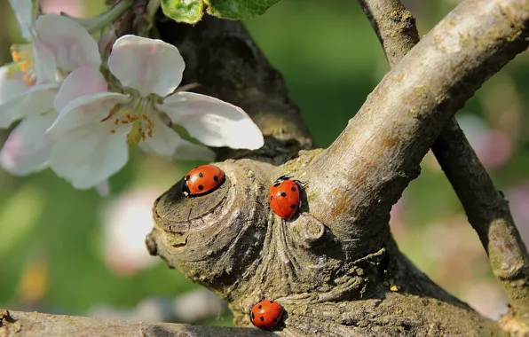 Insects, branches, nature, tree, spring, bugs, Apple, flowering