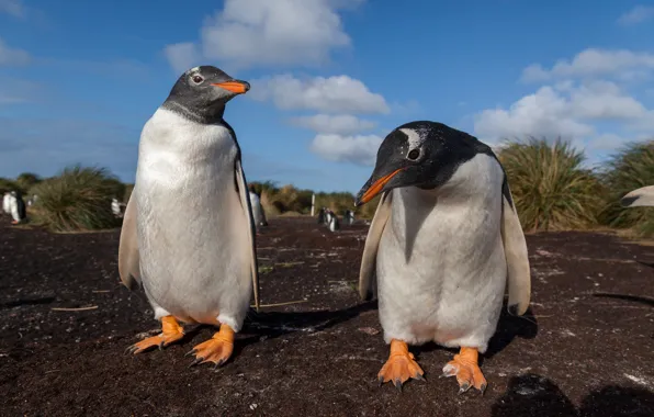 Birds, penguins, a couple, two penguins