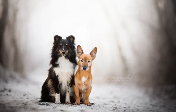 Winter, dogs, nature