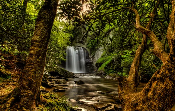 Picture forest, the sun, trees, branches, stream, stones, waterfall, moss