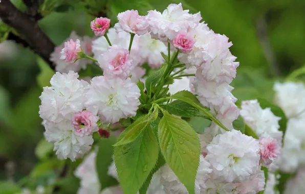 Drops, branch, Sakura, flowering