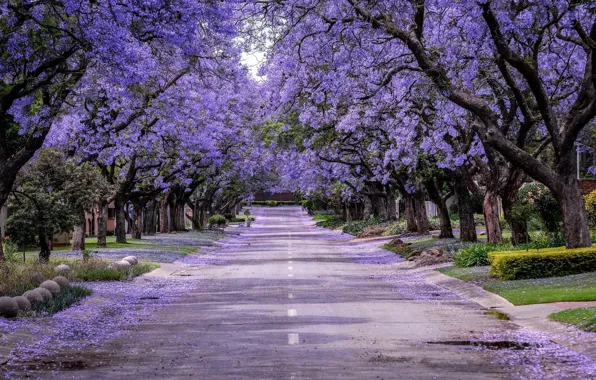 Road, trees, flowers, Park, branch, beauty, spring, garden