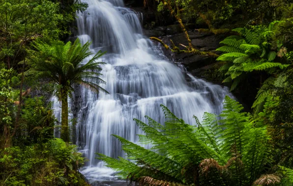 Greens, water, stones, waterfall, stream, fern