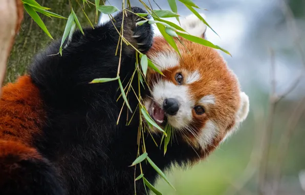 Look, leaves, nature, pose, tree, paws, bamboo, mouth