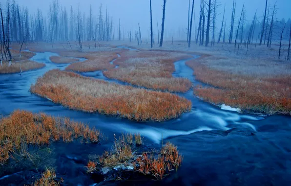 Forest, grass, fog, river, swamp, USA, Wyoming, Yellowstone