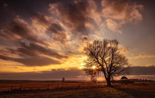 Field, trees, sunset