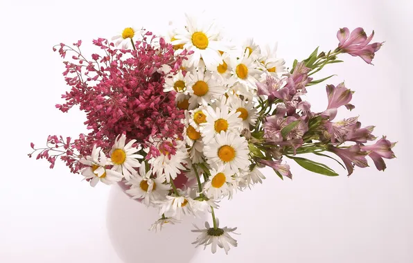 Lily, chamomile, bouquet, white background