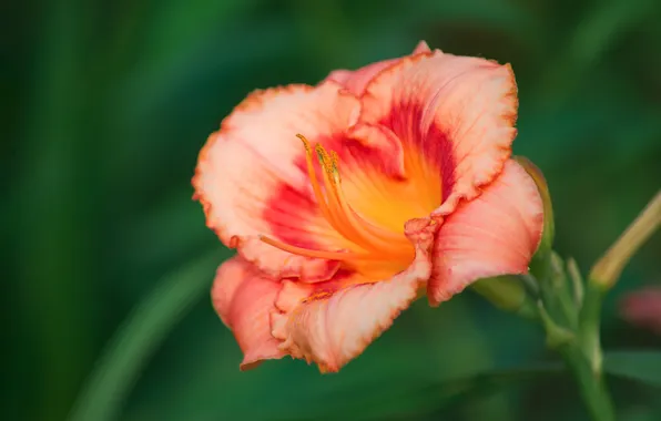 Macro, flowers, nature