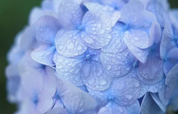 Drops, macro, Rosa, blue, hydrangea, inflorescence