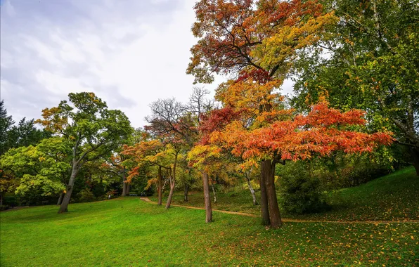 Autumn, grass, leaves, trees, Park, path