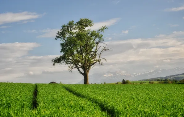 Field, trees, landscape