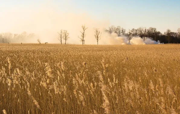 Field, grass, landscape, nature, smoke