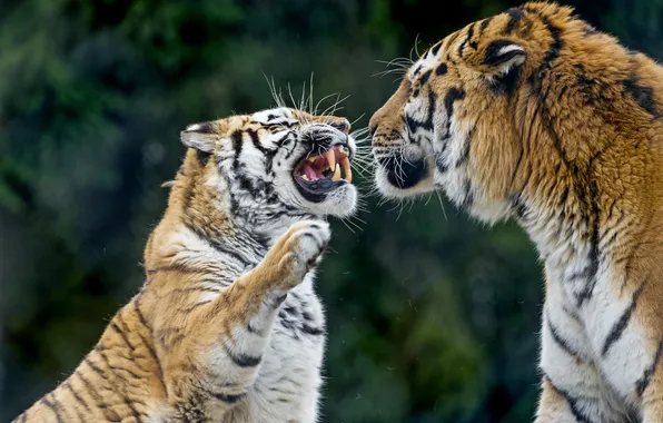 Cats, tiger, pair, fangs, grin, evil, Amur, ©Tambako The Jaguar