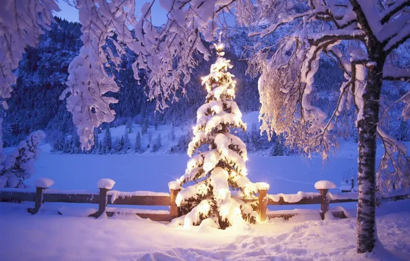 Winter, snow, lights, tree