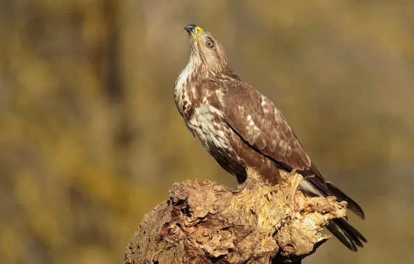 Birds, Hawk, Buzzard, Closeup, buzzard