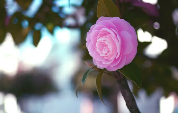 Picture flower, leaves, macro, pink, branch, Camellia