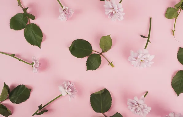Leaves, flowers, background, Chrysanthemum