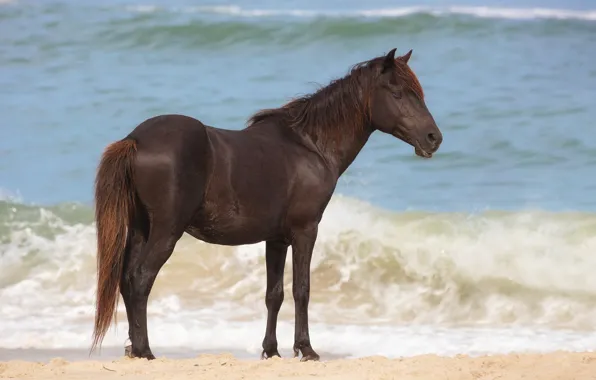 Sand, sea, wave, beach, horse, shore, black, horse