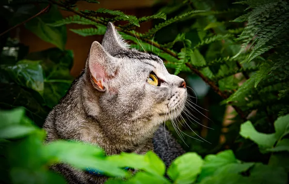 Greens, cat, cat, look, leaves, branches, nature, pose