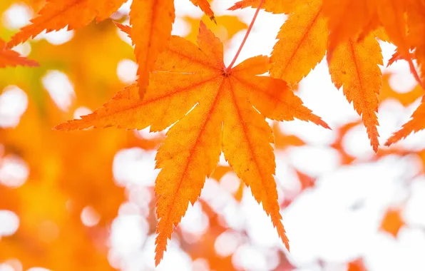Autumn, leaves, maple, orange leaves