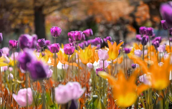 Flowers, Park, meadow, tulips