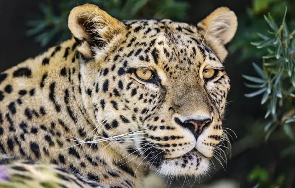 Picture look, face, portrait, leopard