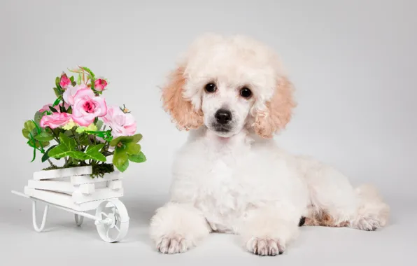 Flowers, puppy, poodle