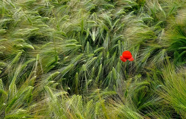 Field, flower, Mac, rye, ears, rye field
