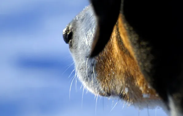 Mustache, macro, dog
