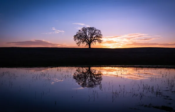 Clouds, sunset, lake, reflection, tree, shore, the evening, twilight